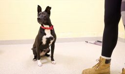 Crisis económica dispara abandono de mascotas en EE.UU. mientras refugios colapsan