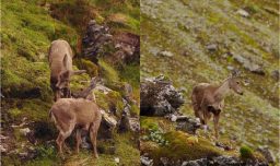 Nueva esperanza para la sobrevivencia de la especie: Encuentran 10 nuevos huemules en el extremo sur de Chile