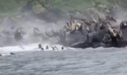 Impresionante video muestra cómo leones marinos reaccionan con instinto de supervivencia durante el terremoto en Kamchatka