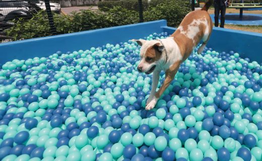 GuauFest: Llega a Chile el primer parque de diversiones para perros