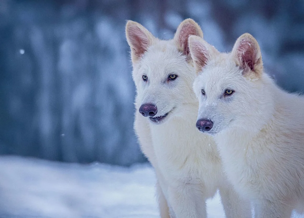 Dos cachorros de lobo terrible de Colossal a los tres meses de edad. Colossal Inc./Cover Images/AP