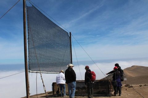 Atrapanieblas: ¿Se puede convertir el desierto de Atacama en un productor de alimentos?