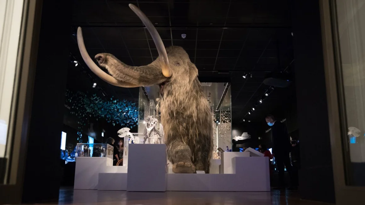 Vista de un mamut lanudo de tamaño natural expuesto en el museo The Box de Plymouth, Reino Unido. Andrew Matthews/PA Images/Getty Images