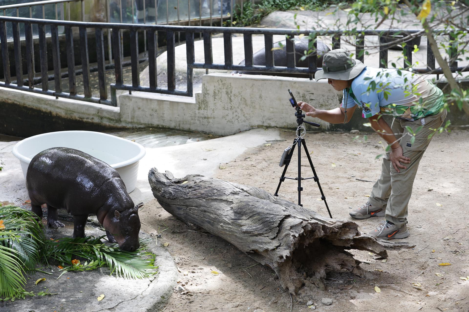 La famosa hipopótama pigmea Moo Deng cumplió un año. EFE/EPA/RUNGROJ YONGRIT