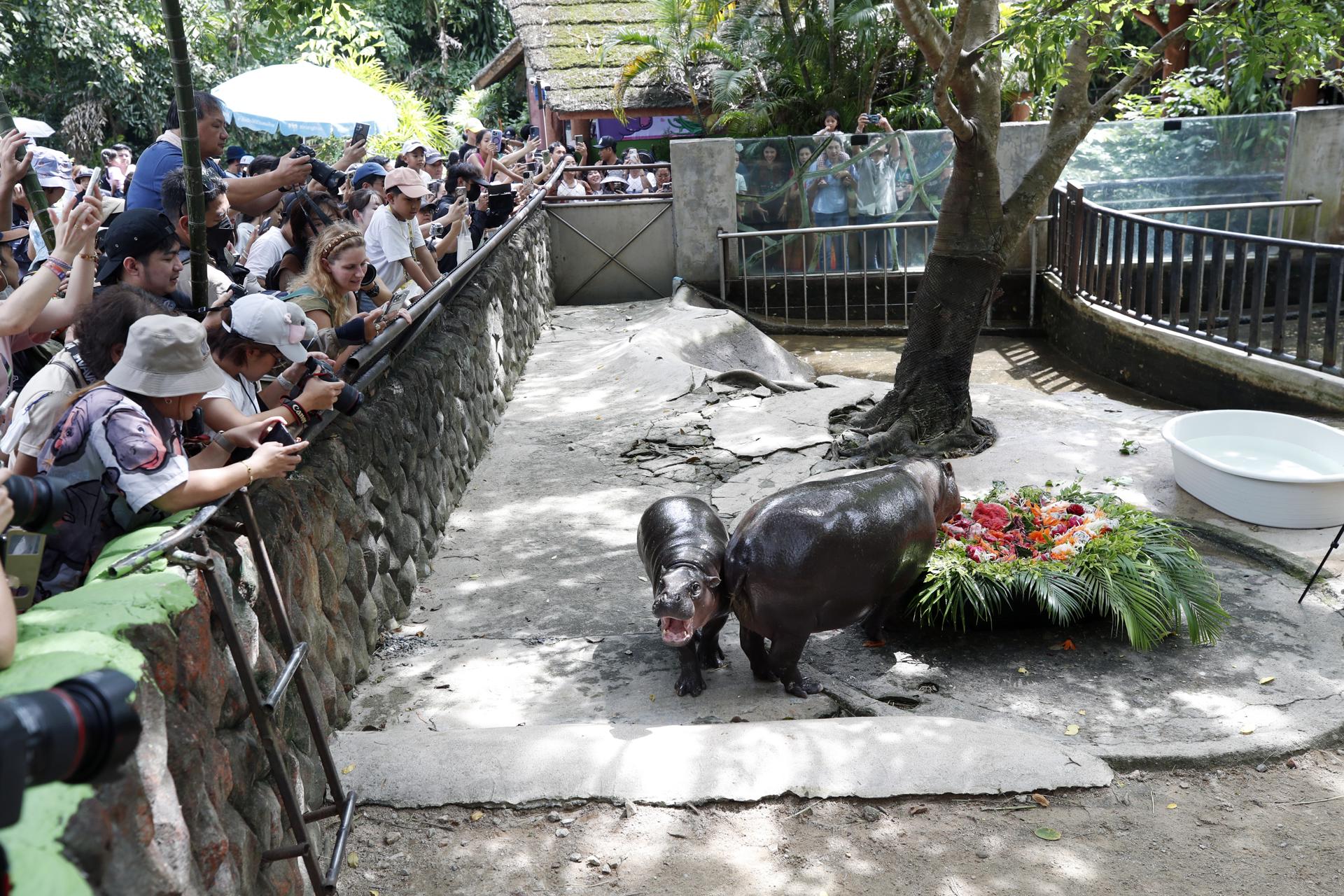 La famosa hipopótama pigmea Moo Deng cumplió un año. EFE/EPA/RUNGROJ YONGRIT