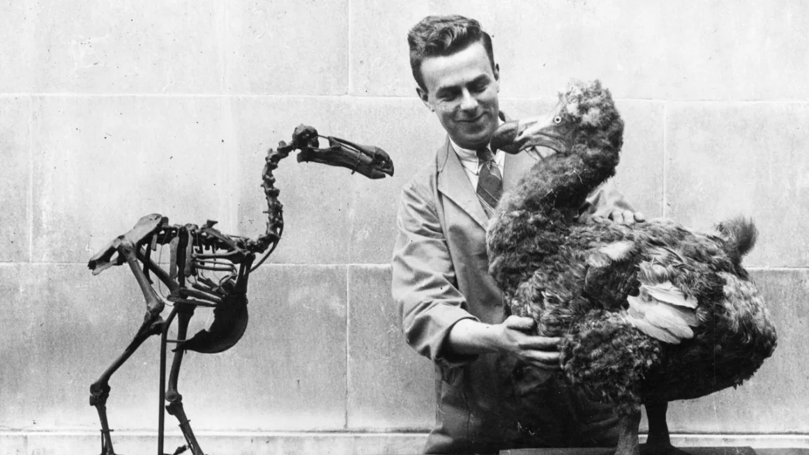Un esqueleto de Dodo en 1938 frente a un modelo reconstruido del ave extinta en el Museo Nacional de Gales en Cardiff. Becker/Fox Photos/Getty Images