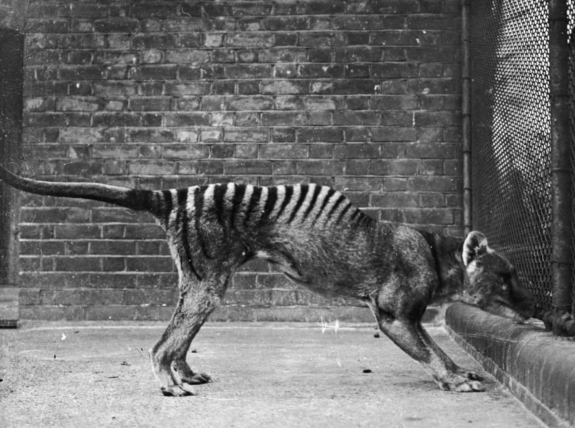 Un tigre de Tasmania, también conocido como tilacino, en cautividad, hacia 1930. Topical Press Agency/Hulton Archive/Getty Images