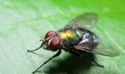 ¿Moscas contra moscas?: La estrategia de EE.UU. para detener peligrosa plaga lanzando millones de estos insectos desde aviones