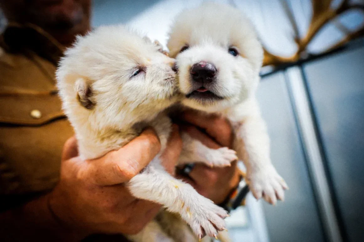 Colossal Biosciences