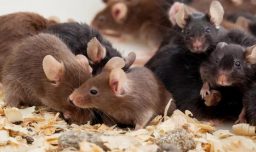 Científicos logran editar genéticamente el cerebro de ratones para corregir mutaciones que causan grave enfermedad en bebés humanos
