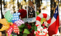 Comisión de Trabajo de la Cámara aprueba proyecto que otorga permiso laboral por muerte de mascota