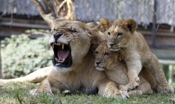 "De esta manera, no se desperdicia nada": El llamado de un Zoológico para donar animales vivos para alimentar a sus depredadores