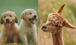 ¿Cómo afecta el frío a los animales silvestres y domésticos en invierno?