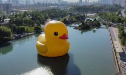 El pato gigante vuelve a Santiago: Dónde y cuándo verlo