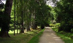 Estudio en Valdivia y Osorno revela que pequeños espacios verdes mejoran tanto como un parque la salud mental