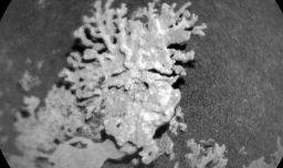 Curiosity descubre "coral marciano": Una roca que revela el pasado acuático del planeta rojo