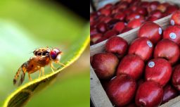 Alerta en los exportadores por la mosca de la fruta: Brotes han aumentado en 2025 y amenaza envío al exterior de frutas chilenas