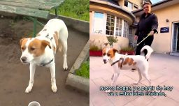 Final feliz para perrito que fue abandonado en una plaza en Maipú: Había pasado la noche en una banca