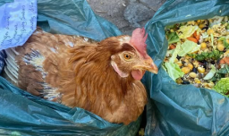 ¿Brujería o solo maltrato animal?: Denuncian misteriosa aparición de gallinas torturadas tras cada luna llena en Santiago Centro