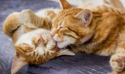 Día Internacional del Gato: 7 de cada 10 tutores en Chile desconoce los cuidados básicos