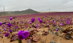 Tras intensas lluvias en el norte: ¿Para cuándo está proyectado el florecimiento del desierto florido?