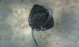 Científicos chilenos confirman presencia de la raya diamante en la bahía de Arica: “No ve a las personas como presas”