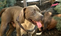 La increíble historia del pitbull que guio a un hombre al rescate de sus dueños inconscientes en Estados Unidos