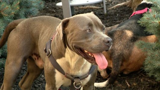 La increíble historia del pitbull que guió a un hombre para rescatar a sus dueños inconscientes en Estados Unidos