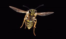 Avispas: Los insectos incomprendidos que podrían salvarnos