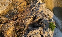 Hallazgo prehistórico en Estados Unidos: Descubren huellas de dinosaurios tras inundaciones en Texas