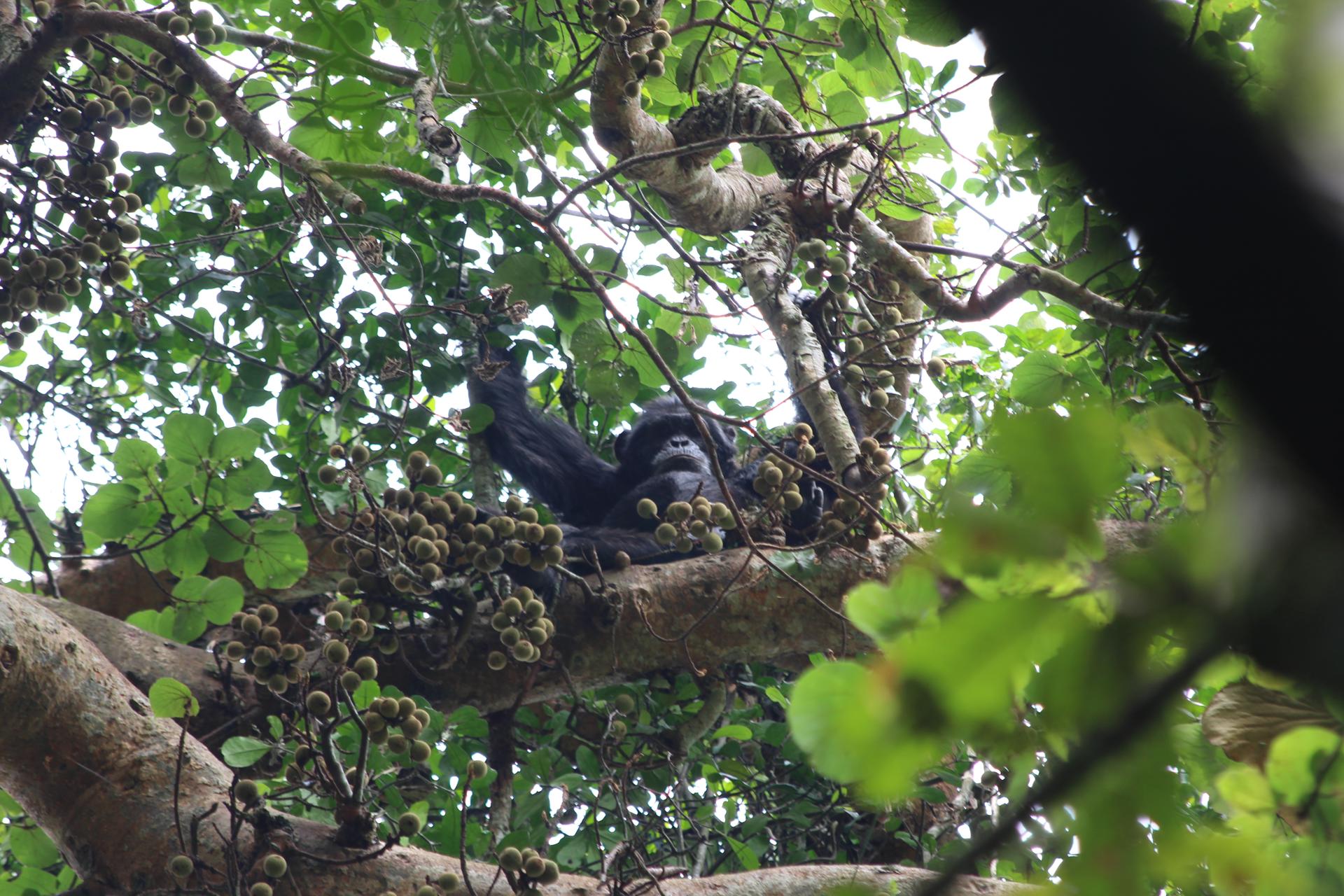 Un chimpancé comiendo higos en Ngogo, en el Parque Nacional Kibale de Uganda, en 2018. Los biólogos de la Universidad de California en Berkeley midieron el contenido de etanol de muchos tipos de frutas que los chimpancés consumen habitualmente y descubrieron que contienen cantidades sustanciales, suficientes como para sugerir que los simios están expuestos de forma crónica al alcohol en su dieta. Crédito: Aleksey Maro/UC Berkeley
