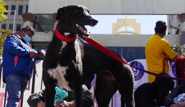 Proyecto que prohíbe carreras de perros avanza en Diputados
