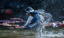 Chileno gana prestigioso premio “Audubon Photography Awards” por foto de un Martín Pescador