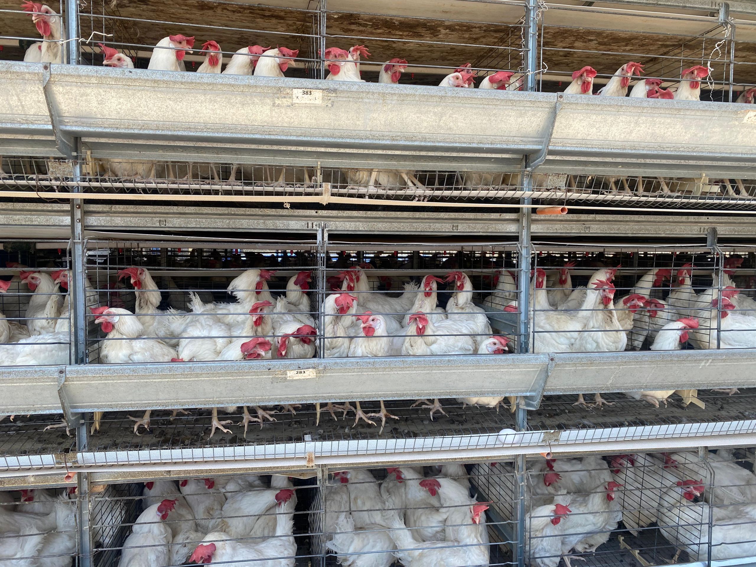 SMA formula cargos contra la empresa Avícola Eduardo Reinero Spa por incumplimientos ambientales/SMA