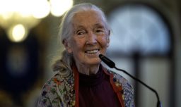 Murió la reconocida investigadora de chimpancés Jane Goodall a los 91 años