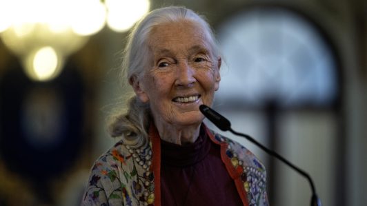 Murió la reconocida investigadora de chimpancés Jane Goodall a los 91 años