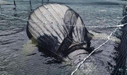 Greenpeace denuncia obstrucción en investigación por muerte de dos ballenas en Chile: Apuntaron a empresas salmoneras