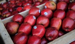 Chile y Brasil comiezan con certificación electrónica para el comercio de productos agrícolas y forestales