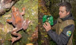Especialistas usan innovador sistema para monitorear canto de la ranita de Darwin y conocer su estado de conservación