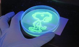 Snoopy y un Stormtrooper brillan en la ciencia: Estudiantes chilenos experimentan y dibujan con proteína fluorescente de medusa