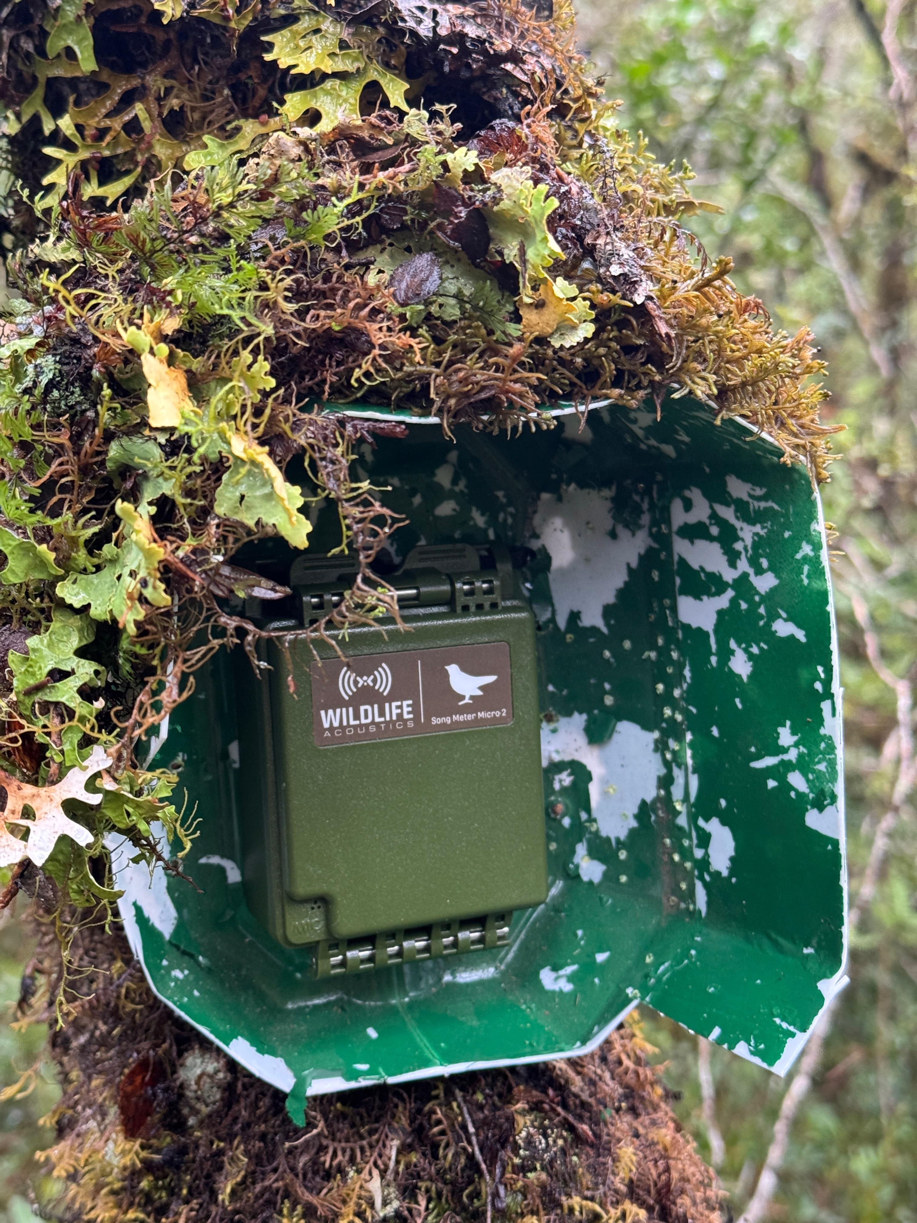 Especialistas usan innovador sistema para monitorear canto de la ranita de Darwin y conocer su estado de conservación/Conaf