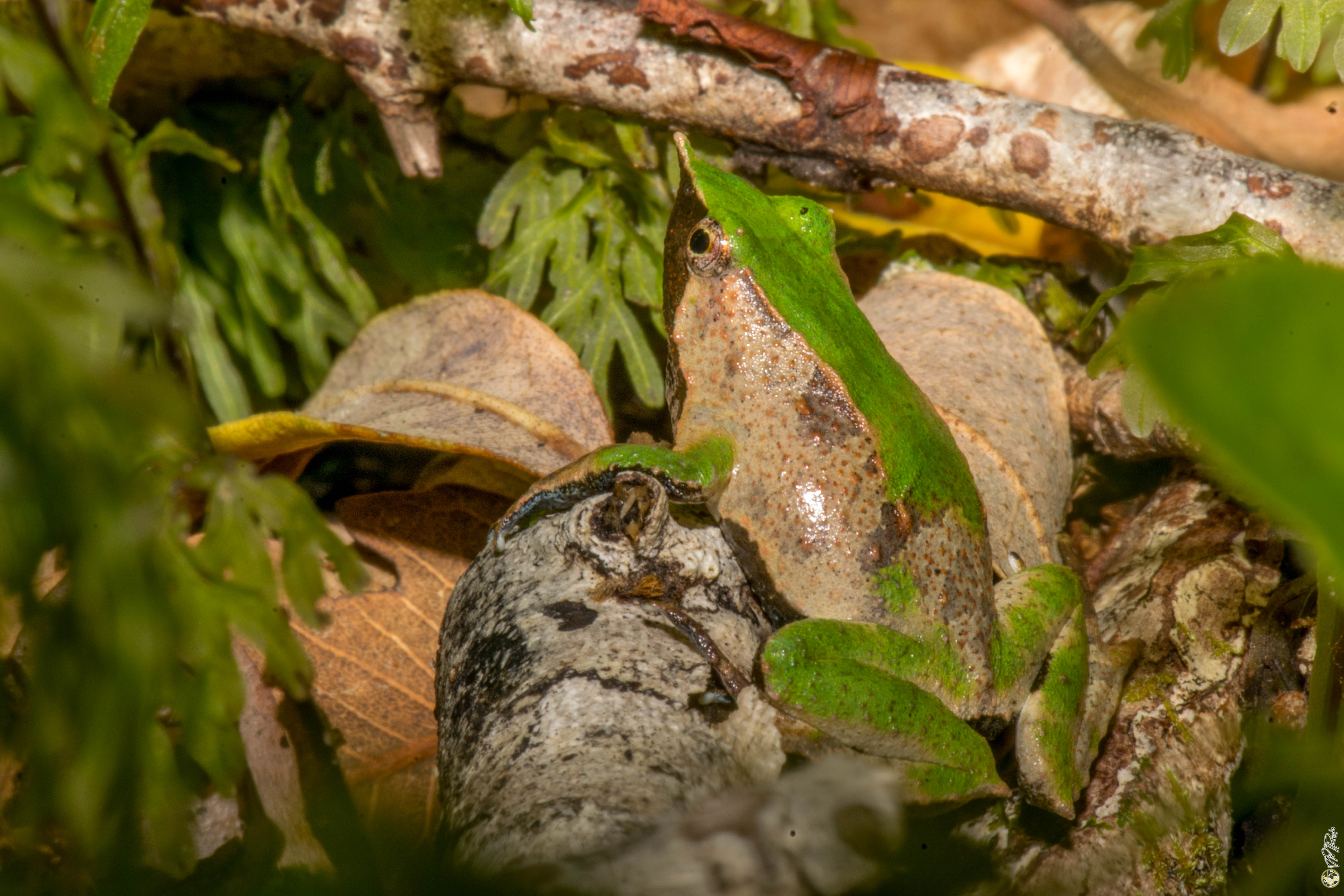 Especialistas usan innovador sistema para monitorear canto de la ranita de Darwin y conocer su estado de conservación/Conaf