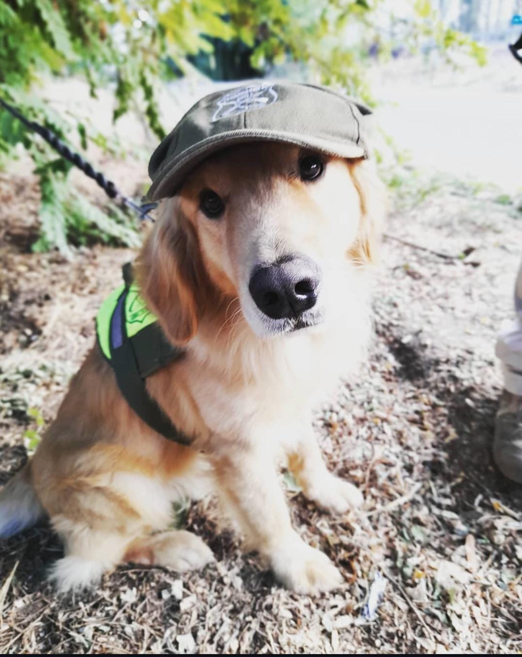 Tras 6 años en el Departamento Antidrogas OS7: El perro “Flipper del Emblema Verde” sale a retiro/Carabineros