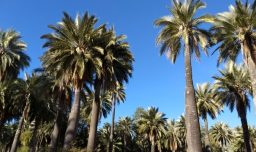 La palma chilena recibe la máxima protección internacional por parte de la Convención CITES