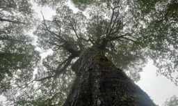 Conaf presenta denuncia por daño ambiental tras extracción ilegal de corteza del “Coihue Abuelo" en Los Ríos