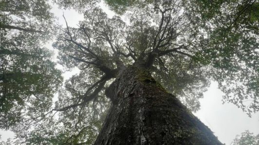 Conaf presenta denuncia por daño ambiental tras extracción ilegal de corteza del “Coihue Abuelo" en Los Ríos