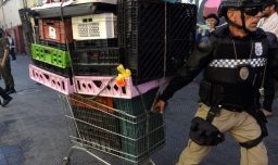 Independencia castigará incivilidades con multas y pérdida de beneficios sociales: ¿En qué consiste la nueva ordenanza?