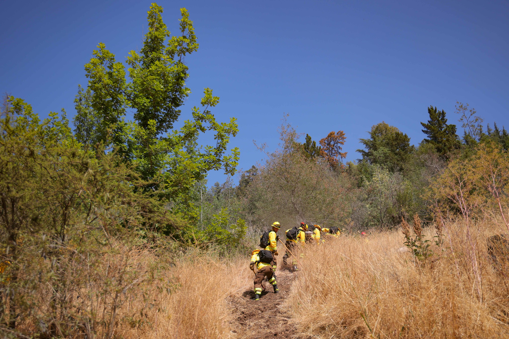 Autoridades presentan plan de cortafuegos para prevenir incendios forestales: Contempla casi 5 mil kilómetros/MOP
