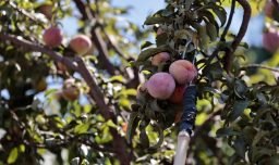 Región de O'Higgins: Ministerio de Agricultura informa "inminente erradicación" de la mosca de la fruta en Malloa