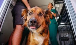 Cuidados para mascotas en Navidad: Qué plantas navideñas son tóxicas, qué alimentos están prohibidos y más